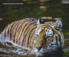 Τίγρης στο νερό